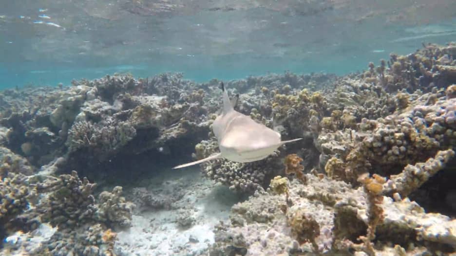 الغوص بين أسماك القرش في جزر المالديف