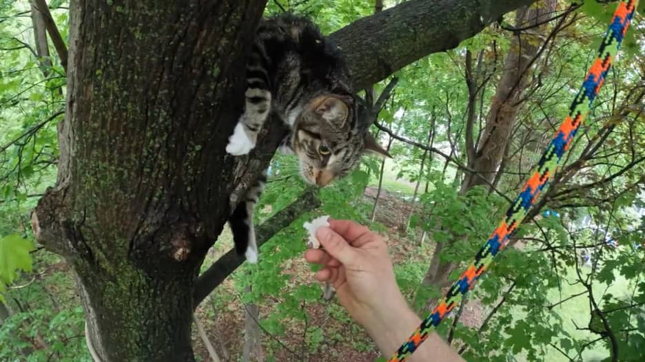 رياضي يتسلق الأشجار الشاهقة لإنقاذ القطط.. شاهد كيف