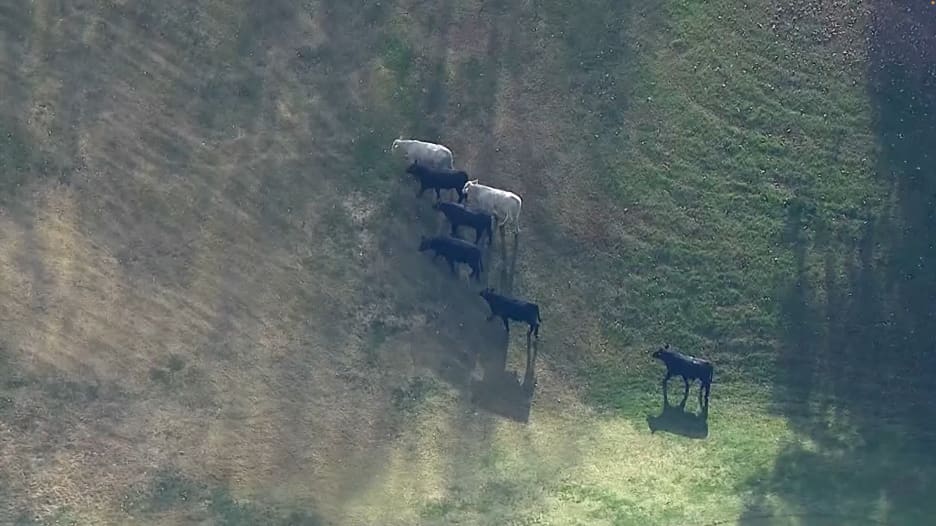 شاهد.. أبقار تهرب وتتجول في ملعب غولف بعد اصطدام شاحنتها