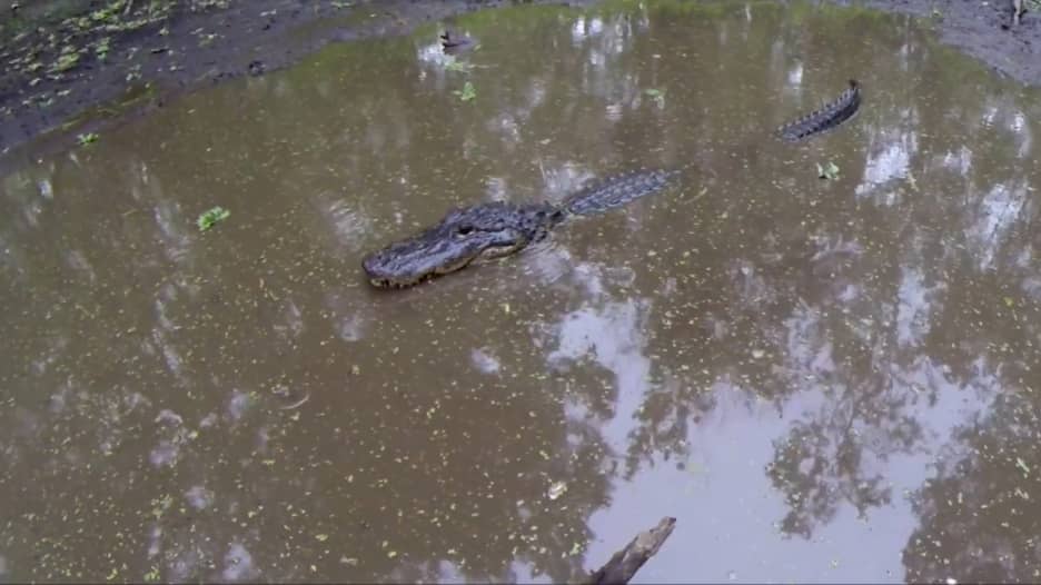 شعر بالتهديد.. لحظة هجوم تمساح على مرشد سياحي في فلوريدا الأمريكية