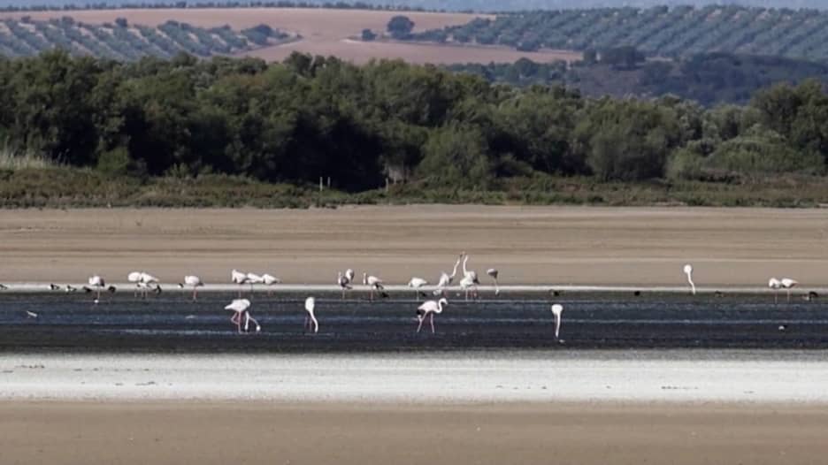 إسبانيا تشهد أشد موجة حر.. والجفاف الشديد يقسو على طيور الفلامنغو