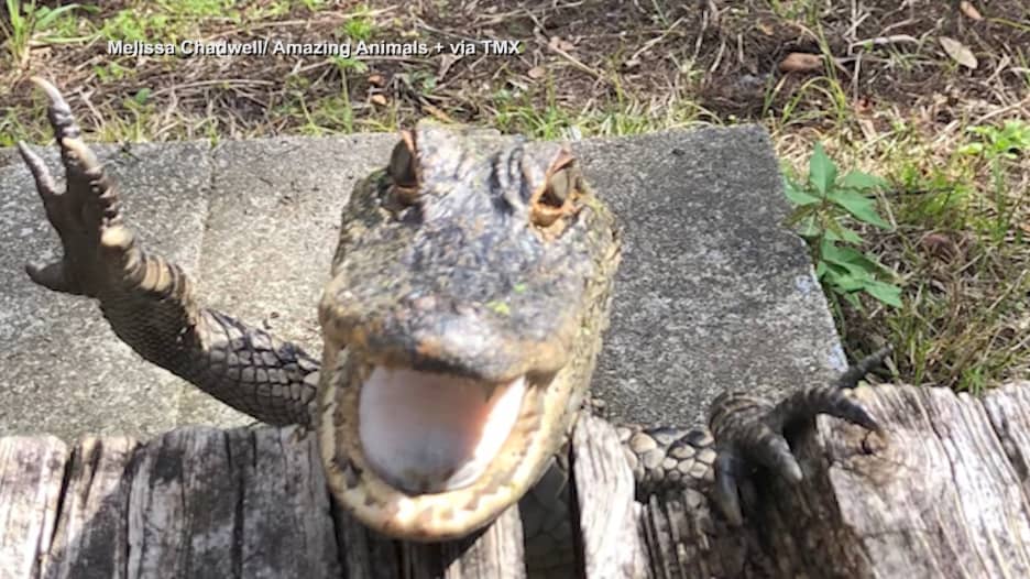"تمساح ذو وجه بشوش" وثقته عدسة مصورة هاوية في فلوريدا .. شاهد ابتسامته