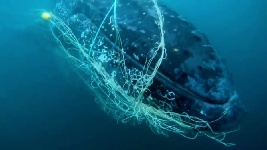 شاهد كيف تم تحرير حوت أحدب من شبكة صيد أسماك القرش بعد عملية إنقاذ دقيقة