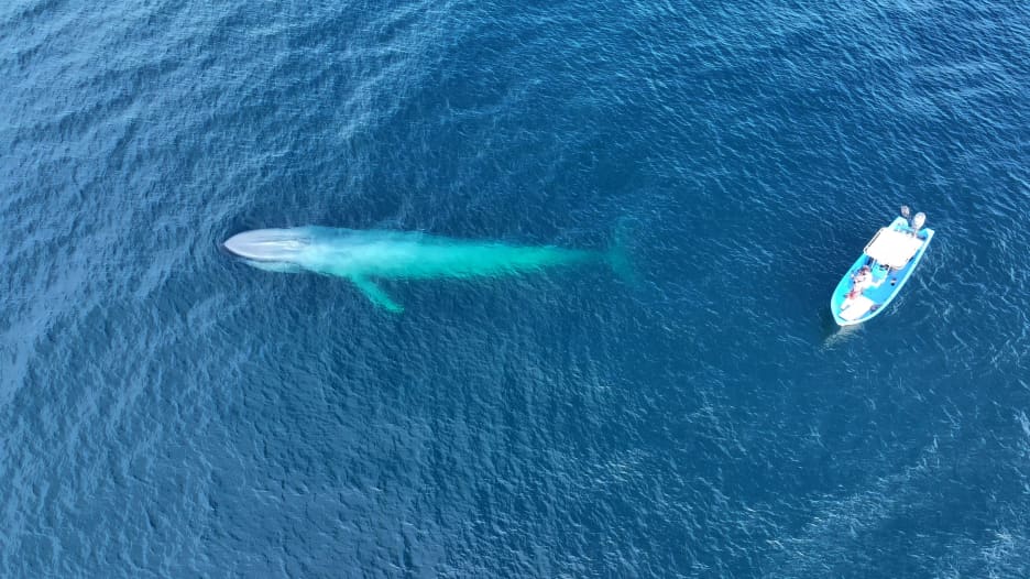 علماء يبحثون عن براز الحيتان في البحر.. ما السبب؟