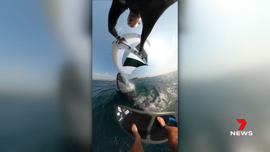 "لقد صدمني حوت للتو".. كاميرا تلتقط لحظة لا تصدق لحوت يقفز على راكب أمواج