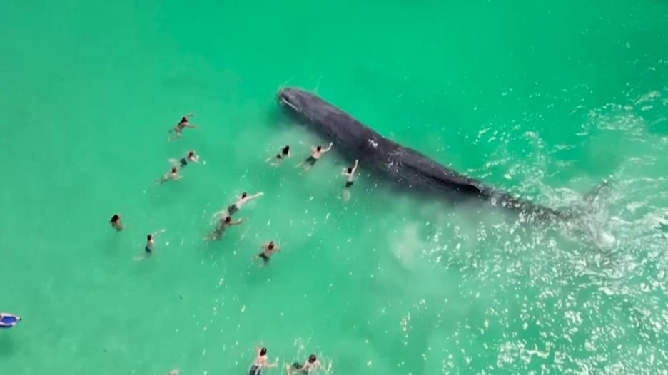 مشهد غير مألوف.. حوت كبير يسبح بالقرب من الناس على شاطئ أسترالي