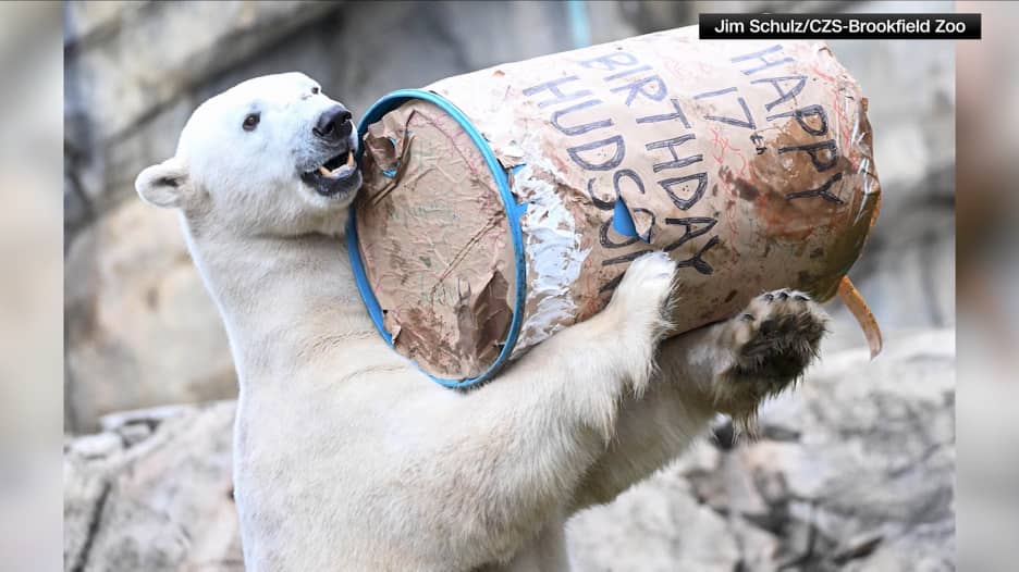 في حديقة حيوانات شيكاغو.. شاهد كيف احتفل هذا الدب القطبي المميّز بعيد ميلاده الـ17