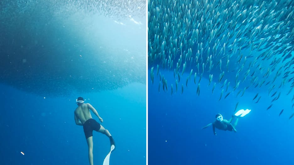 مشاهد من عالم آخر.. إماراتي يغوص وسط كومة هائلة من أسماك السردين بالفلبين