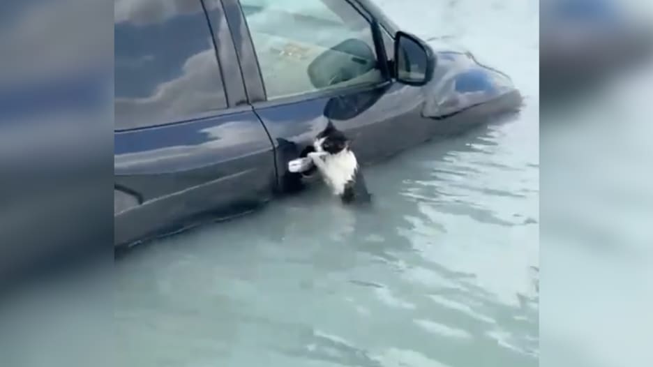 تعلقت بسيارة هربًا.. شاهد لحظة إنقاذ قطة عالقة وسط مياه الأمطار في دبي