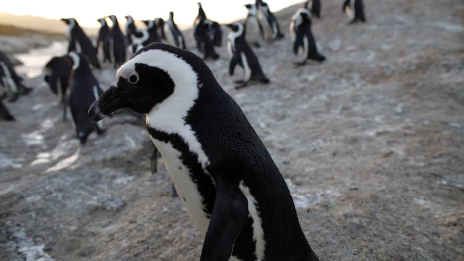 بطاريق تعيش تحت شمس إفريقيا.. كيف تتحدى جهود الإنقاذ انقراض هذه المخلوقات المميزة؟