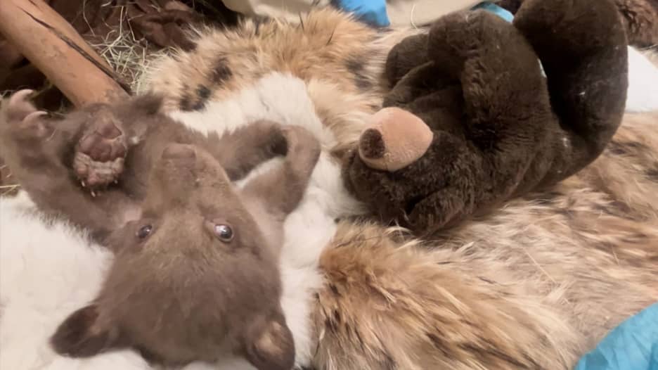 شاهد كيف خدع حراس حديقة حيوان صغير دب أسود لمنعه من التعلق بالبشر