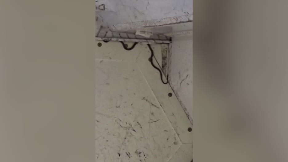 ثعبان على متن طائرة يتسبب في تأخر رحلة بأستراليا.. شاهد ما حدث