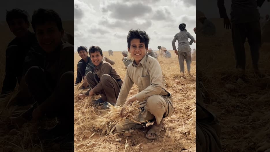 مصري يوثق موسم حصاد القمح في مصر