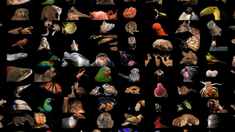 استغرق جمعها 19 عامًا.. مصور محترف يوثق لقطات 17 ألف نوع من الحيوانات والحشرات