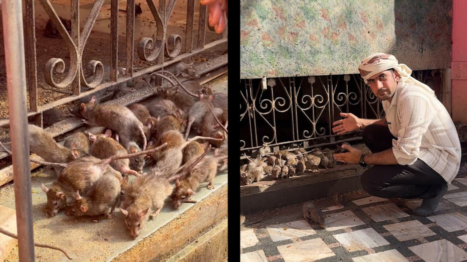 "معبد الفئران" في الهند