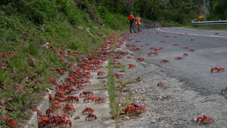 فيديو مذهل لملايين سرطانات البحر الحمراء تغزو جزيرة أسترالية