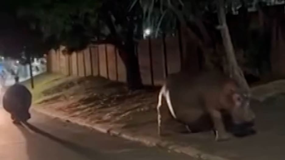 تتجول أفراس النهر بحرية في مدينة جنوب أفريقية