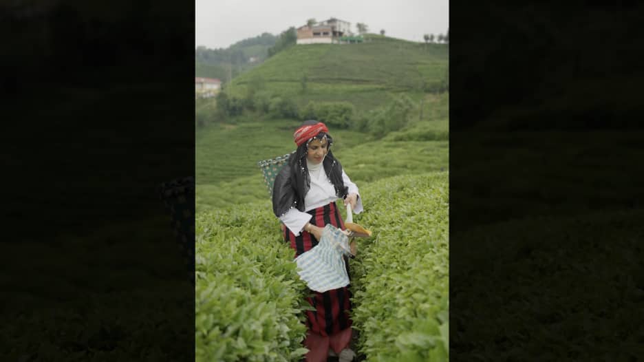 مزارع الشاي في تركيا