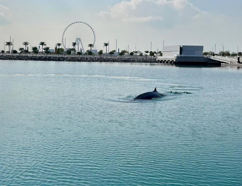 ظهور نادر لحوت قبالة شواطئ دبي يخطف الأنظار ويثير تفاعلا