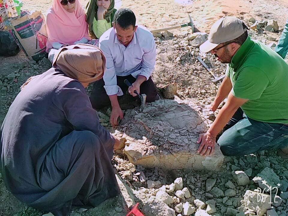 اكتشاف حفريات سلحفاة نهرية عمرها أكثر من 70 مليون عاما بالصحراء الغربية بمصر