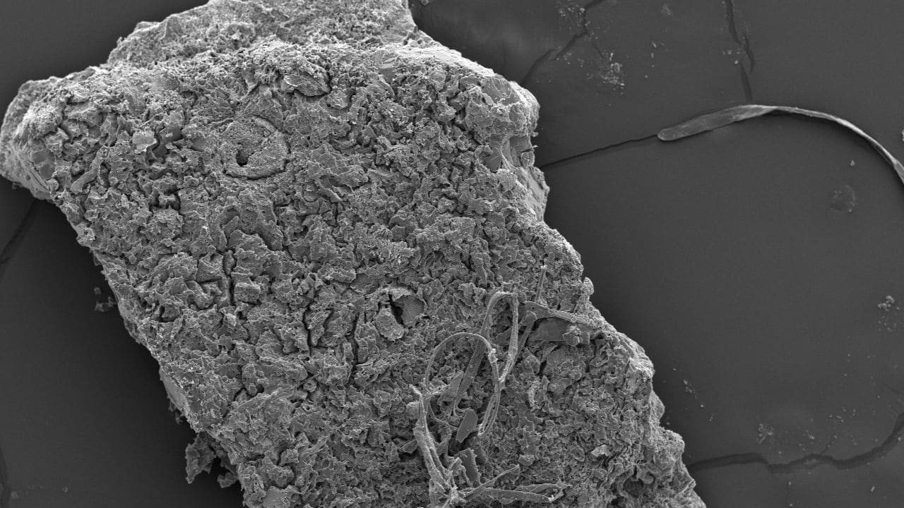 يعود تاريخها لما قبل الميلاد.. شاهد علماء يكتشفون مقبرة لتماسيح مومياء في مصر