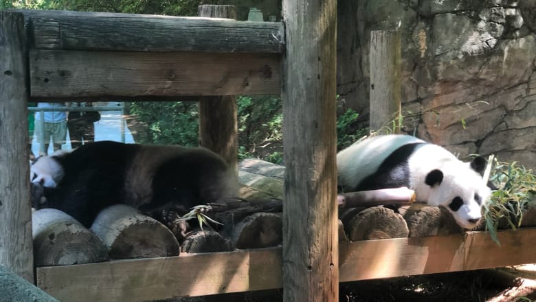 حديقة حيوانات في أتلنتا تغلق أبوابها والسبب.. الحرارة المرتفعة