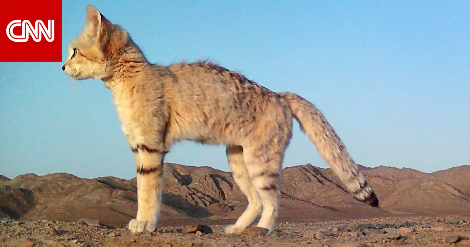 "شبح الصحراء" المراوغ..محمية سعودية تتعقب قطّ الرمال 