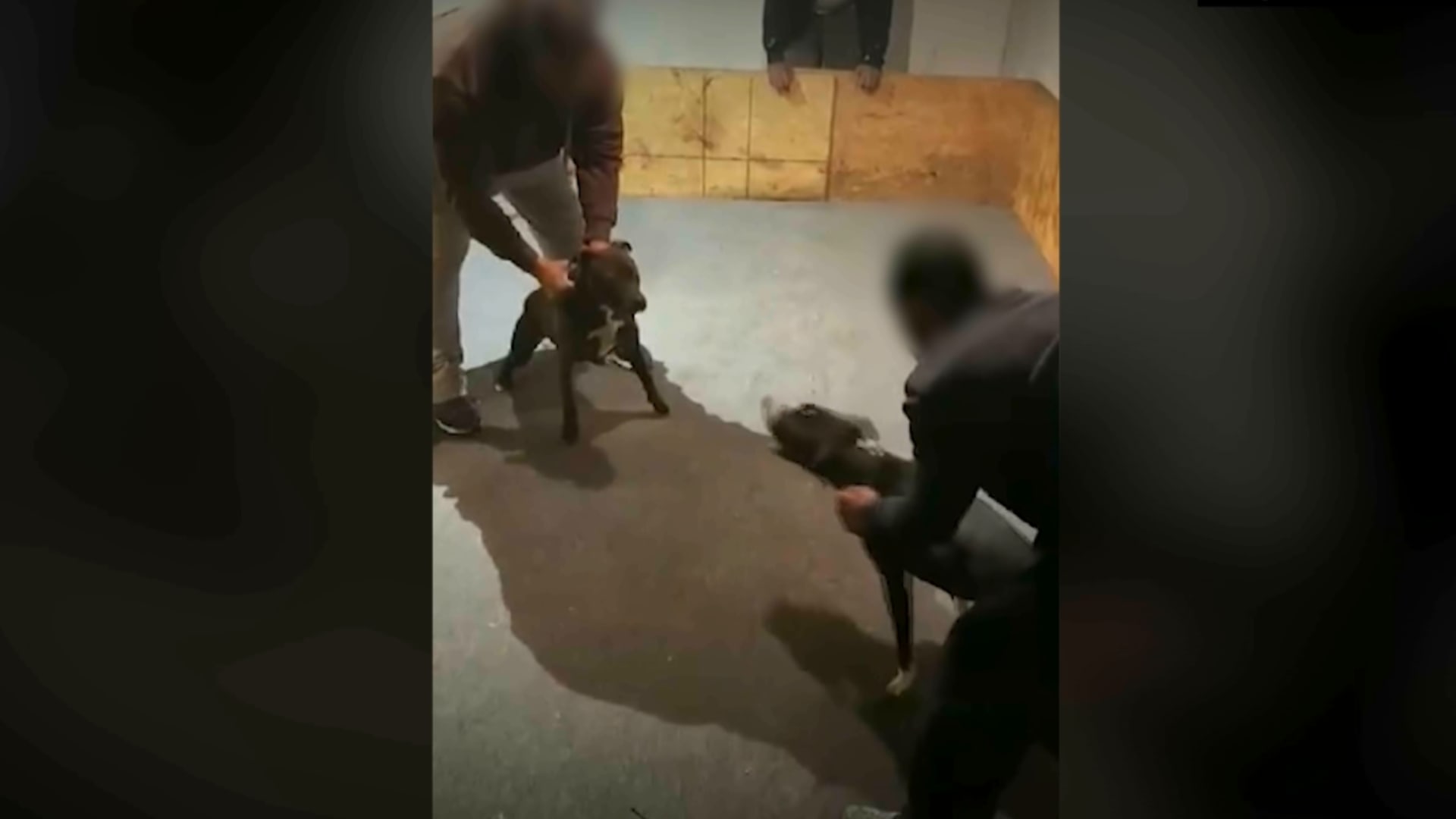 في عالم خفي وسري.. كلاب تتقاتل ليكسب أصحابها مئات آلاف الدولارات في المباراة الواحدة