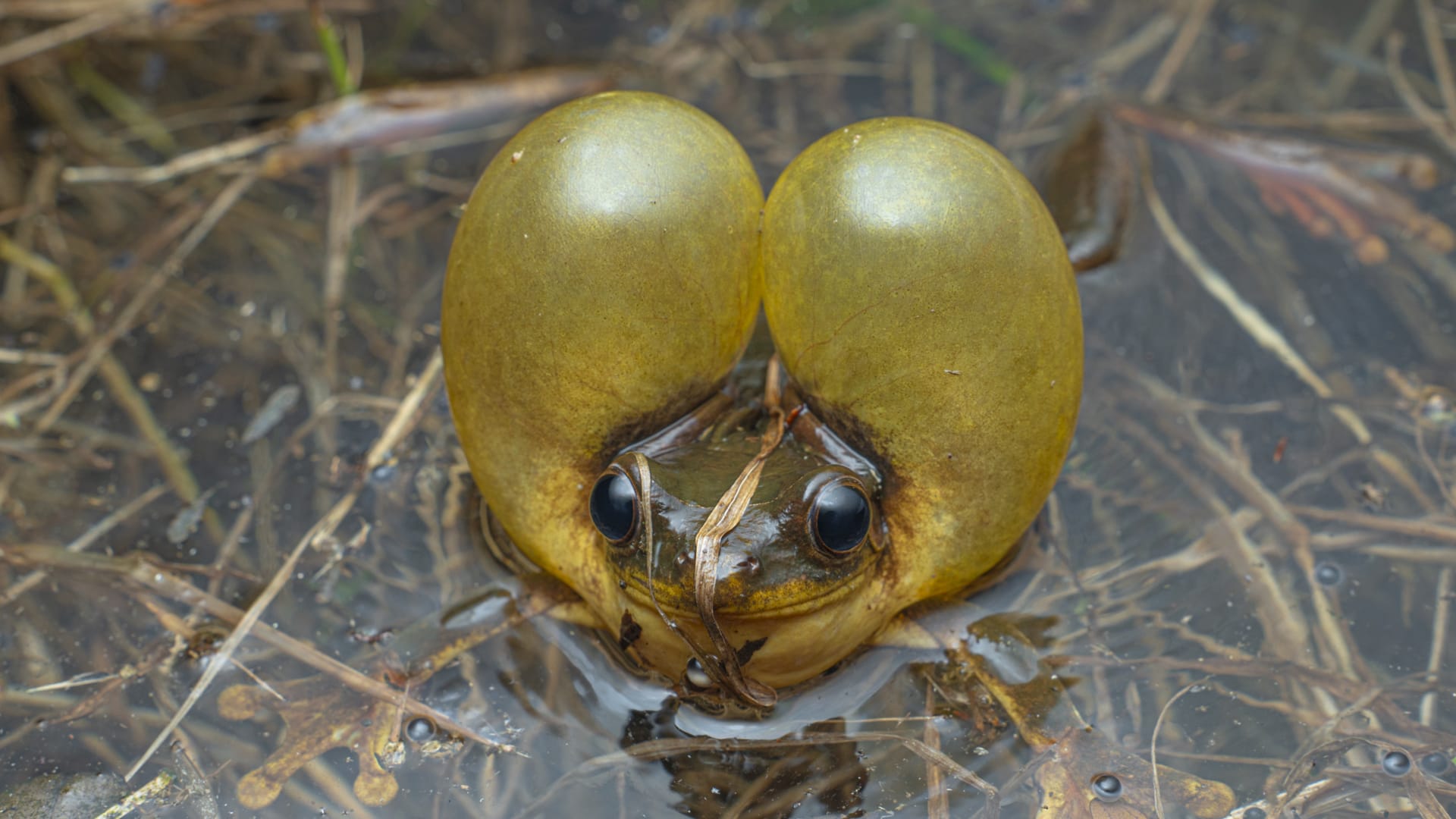 ينفخ خدوده لجذب الشريك..حركات مدهشة لضفدع صغير يندر توثيقه في البرية