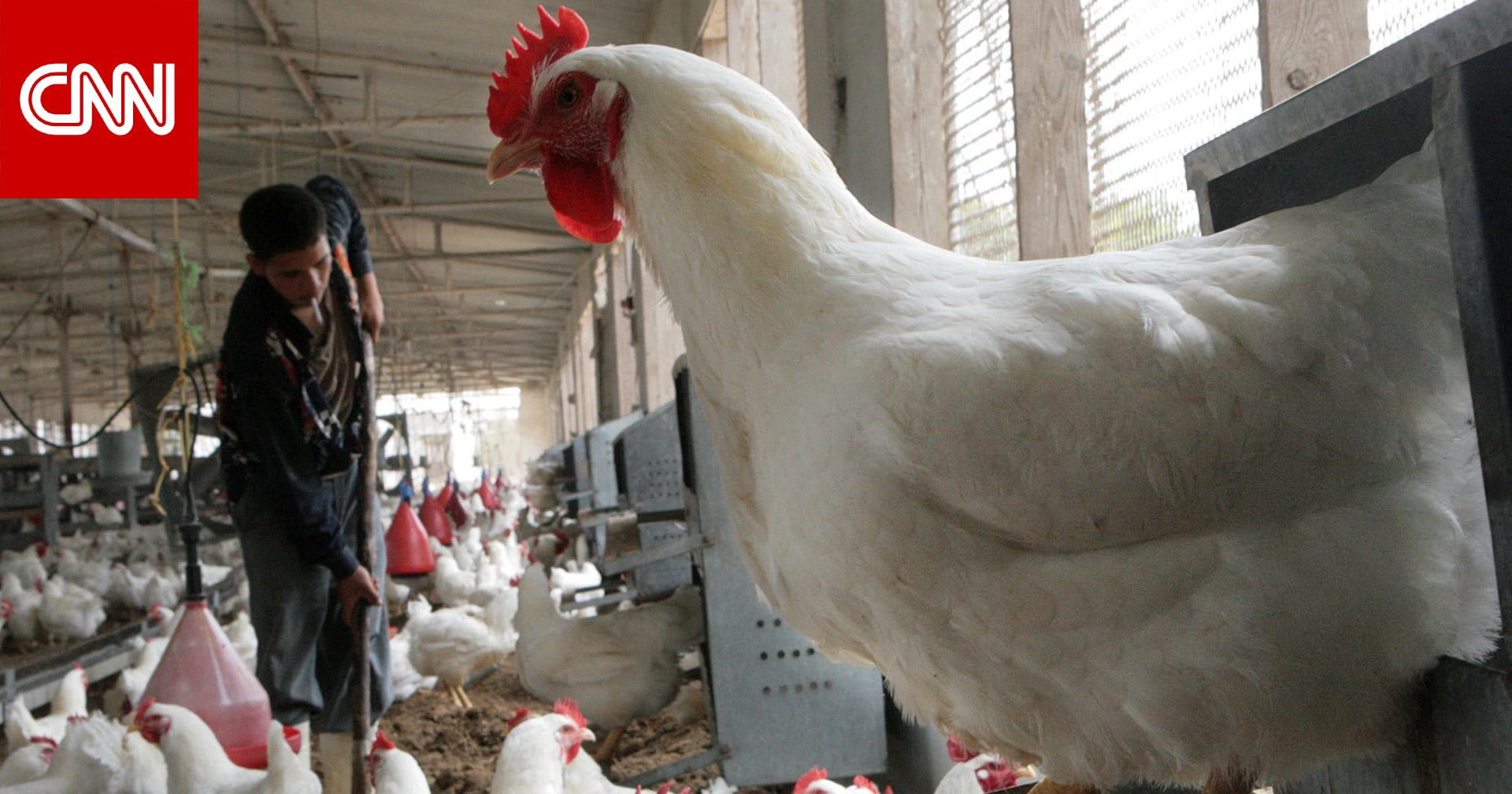 مصر: انخفاض غير مسبوق بأسعار الدواجن والبيض.. وتجار يعلقون