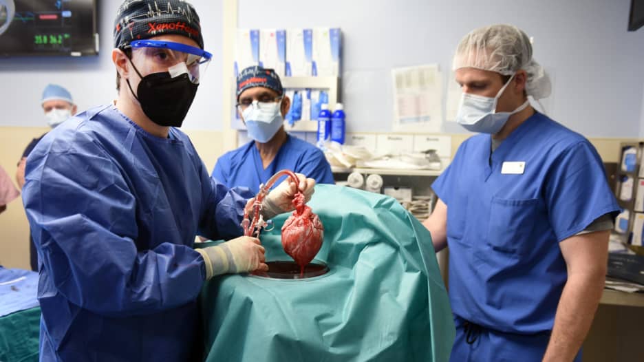 أول عملية من نوعها.. زرع قلب خنزير معدّل وراثيا في إنسان