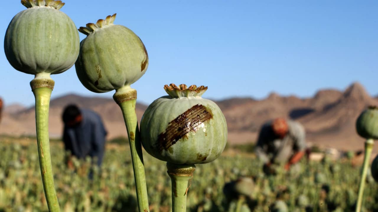 دولة جديدة تتفوق على أفغانستان لتصبح أكبر منتج للأفيون في العالم