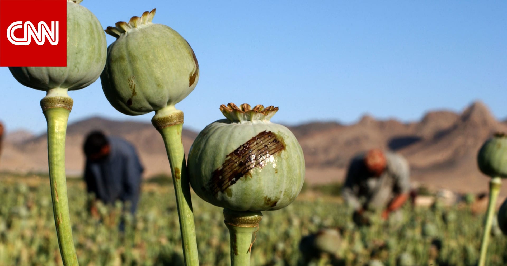 دولة جديدة تتفوق على أفغانستان لتصبح أكبر منتج للأفيون في العالم
