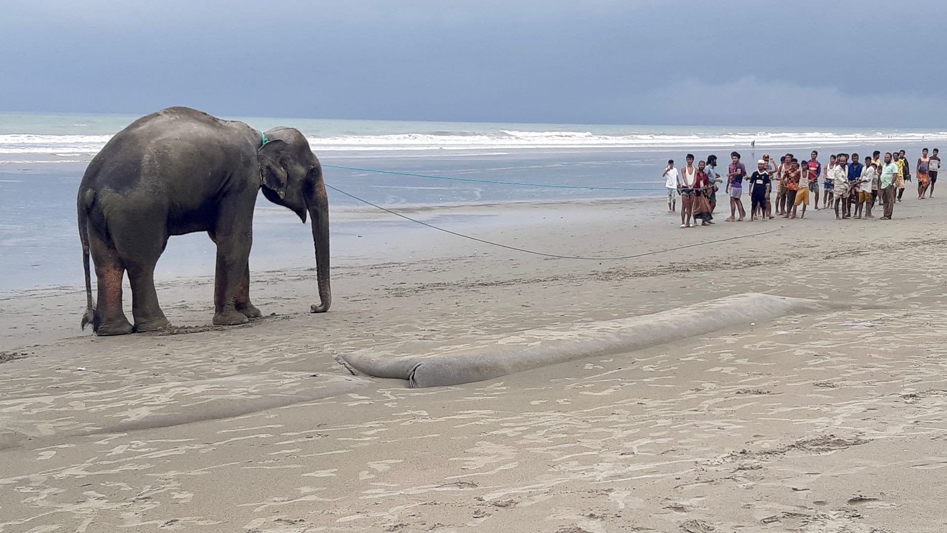 عبرا الحدود بين ميانمار وبنغلاديش.. شاهد إنقاذ اثنين من الفيلة بعد رحلة مليئة بالعذاب