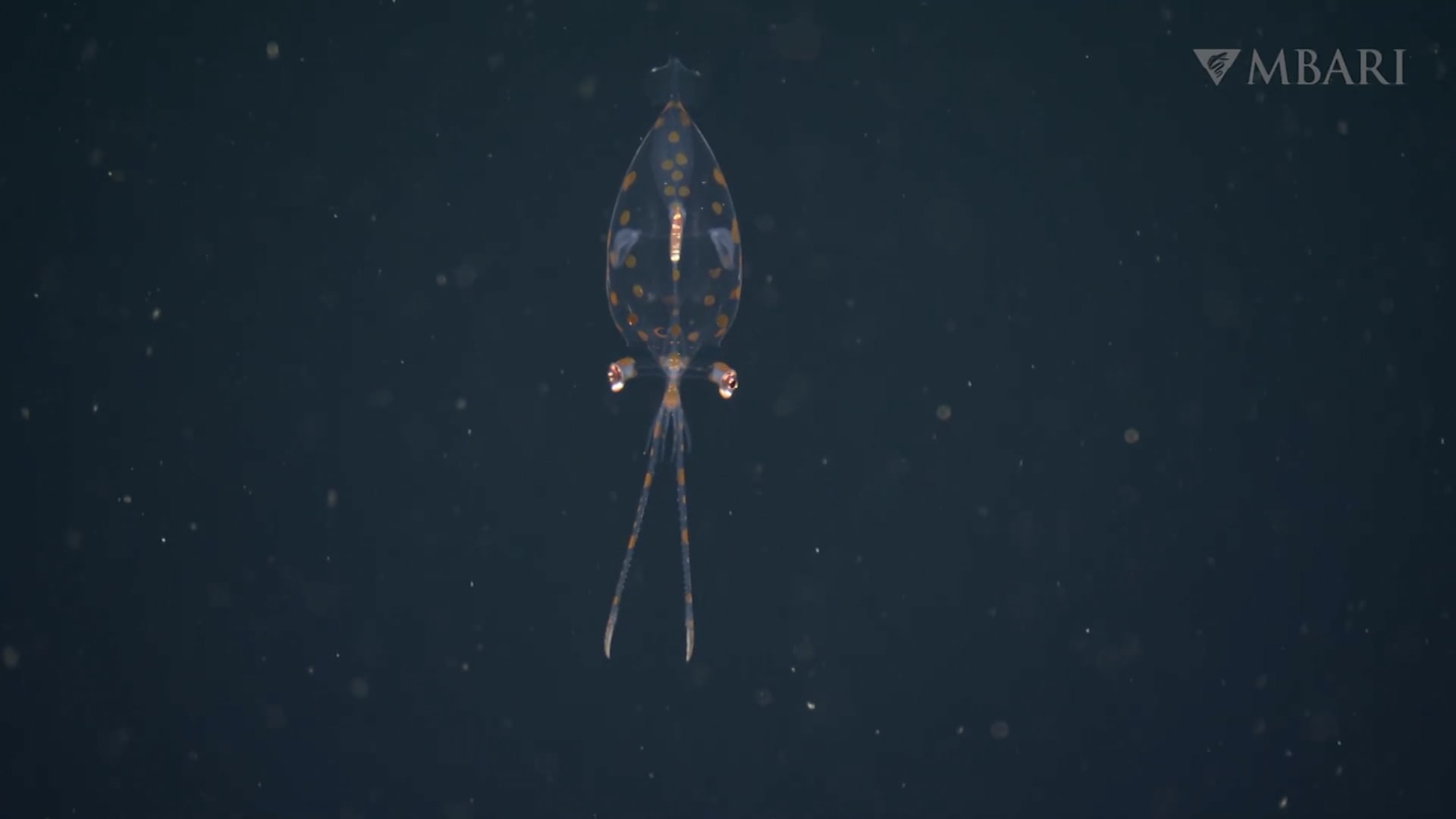 كاميرا توثق ظهور صغير الحبار الزجاجي في أعماق البحر