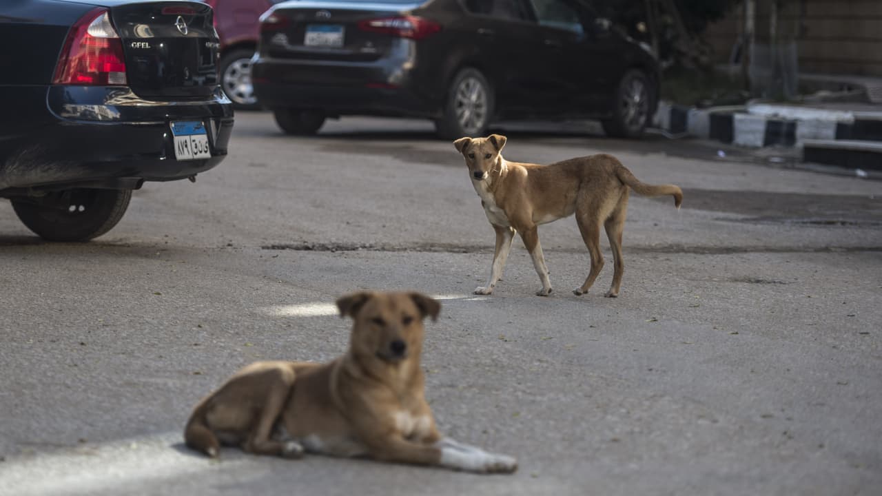 مصر توسع شبكة مراكز إيواء الكلاب الضالة بعيدًا عن الكتل السكنية.. ما القصة؟