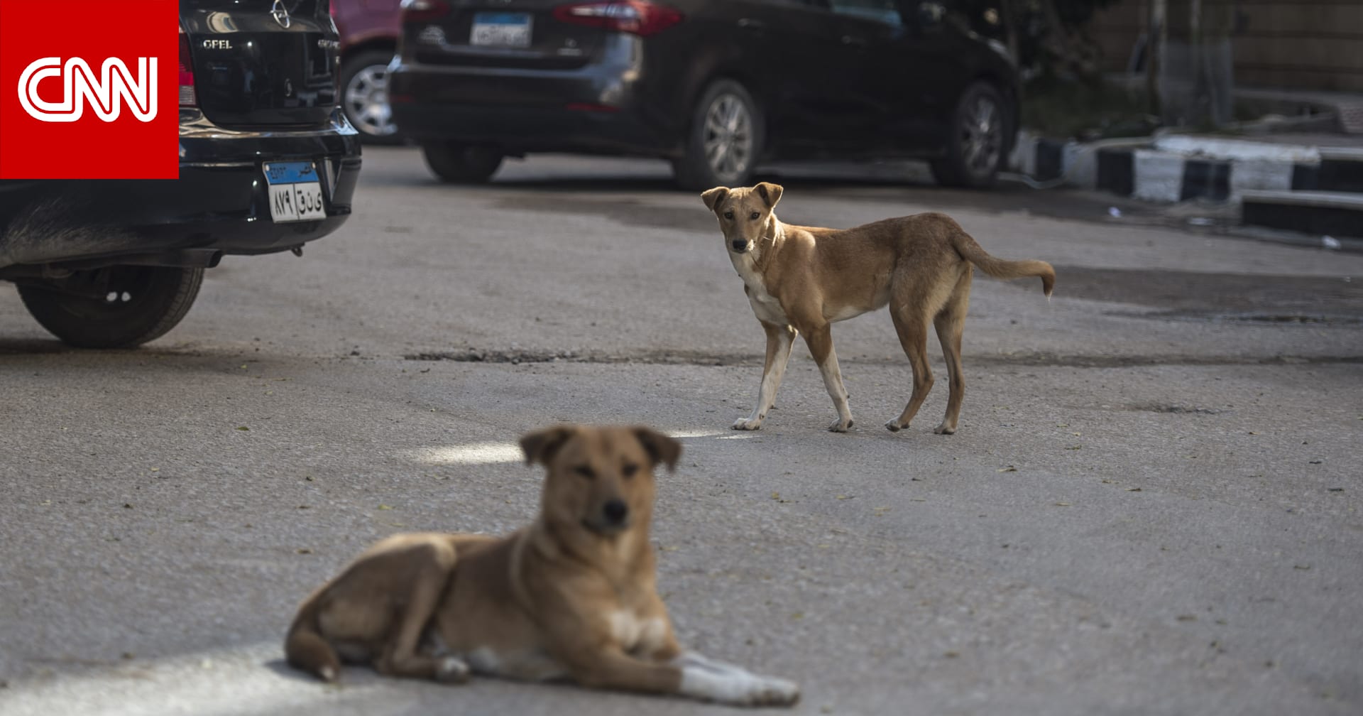 مصر توسع شبكة مراكز إيواء الكلاب الضالة بعيدًا عن الكتل السكنية.. ما القصة؟ 