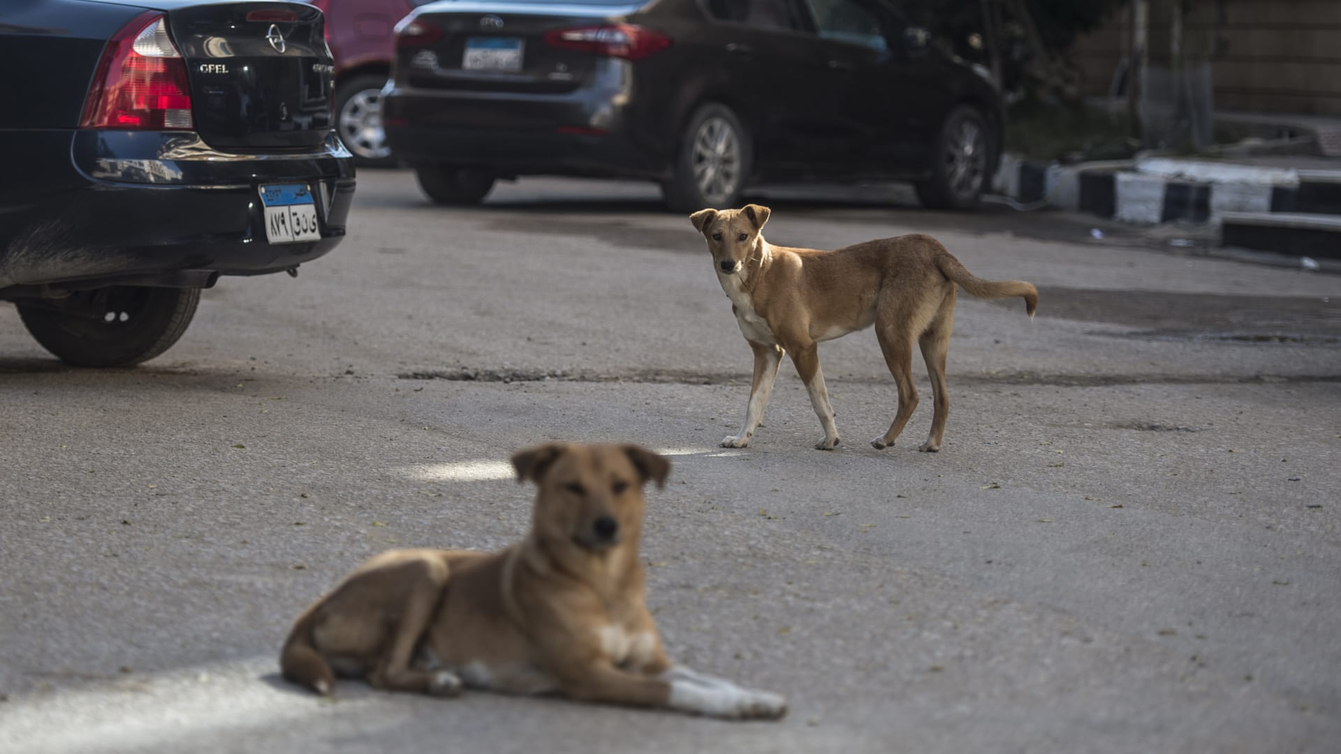 مصر توسع شبكة مراكز إيواء الكلاب الضالة بعيدًا عن الكتل السكنية.. ما القصة؟