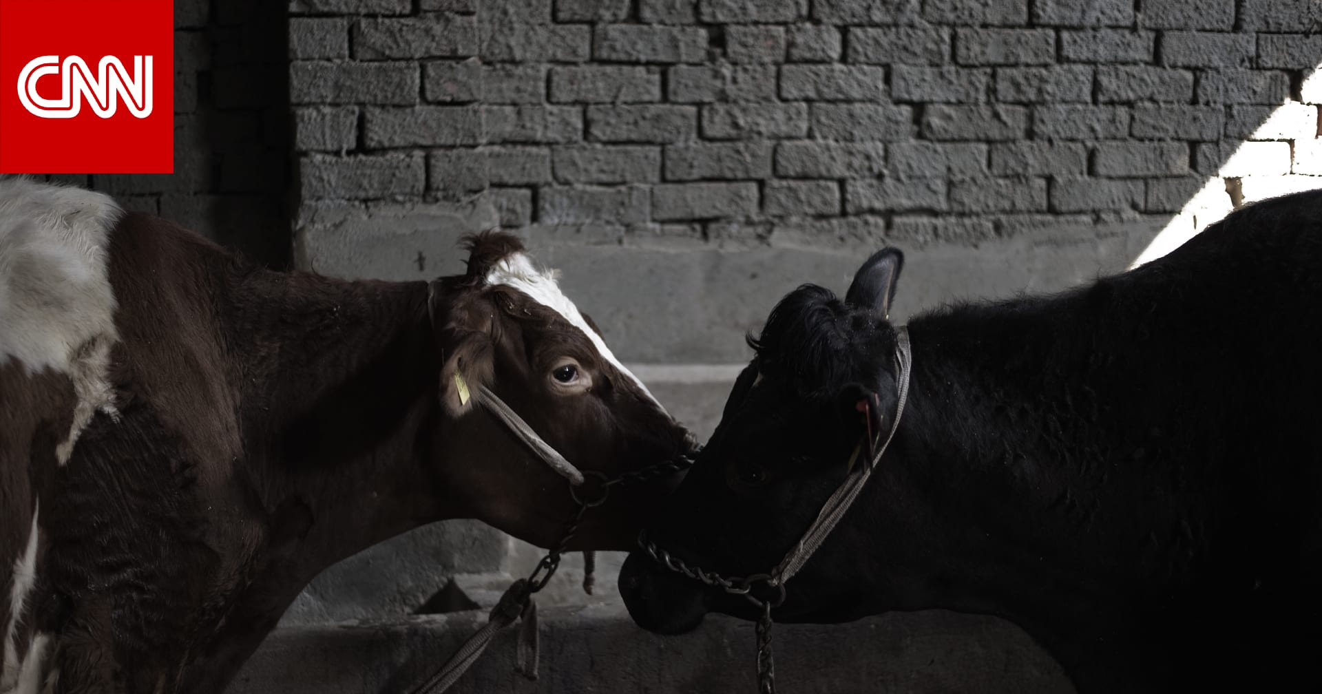 مصر: رصد حالات مصابة بالحمى القلاعية بين الماشية.. و"الزراعة" تعلق