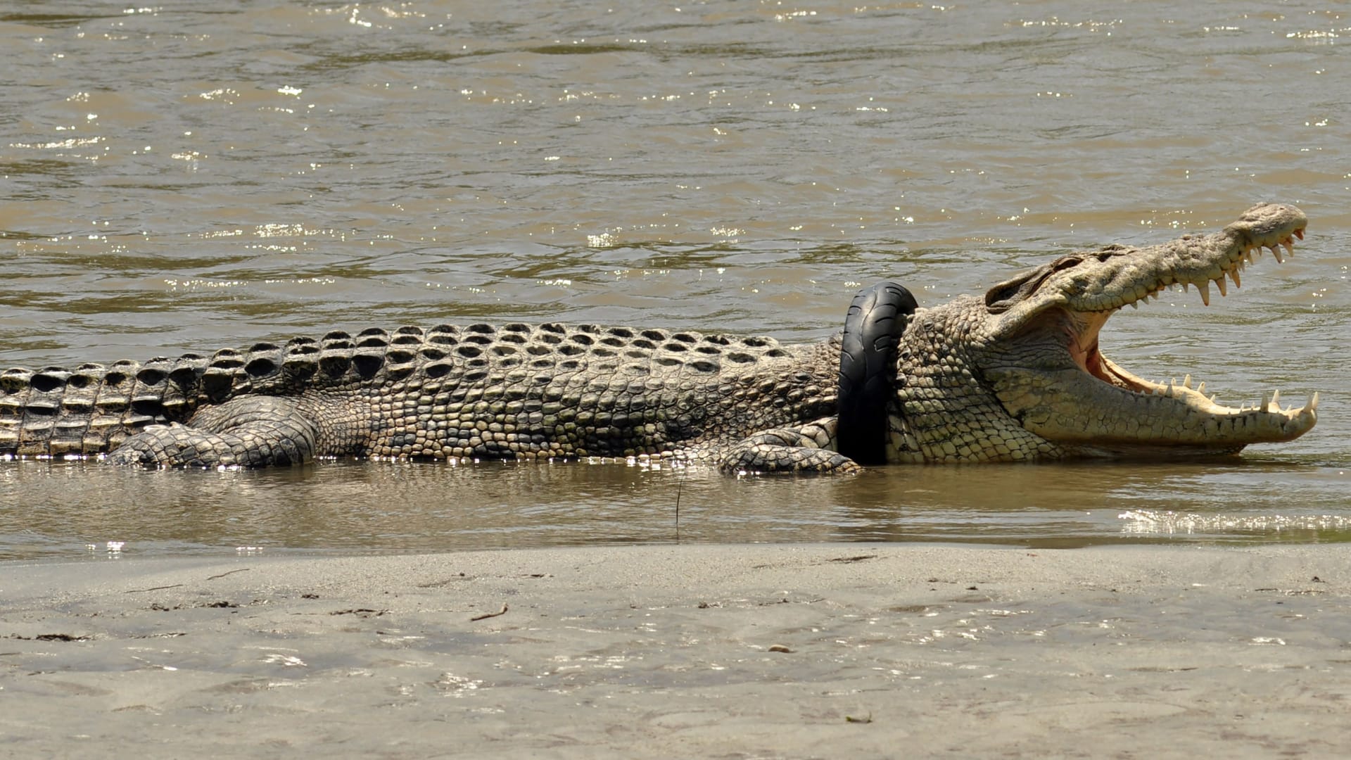 فيديو مرعب لتمساح ضخم يسبح بجانب فتيات في بحيرة.. شاهد رد فعلهن