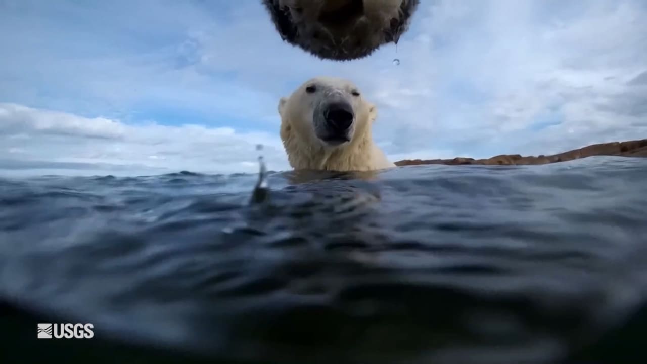 ماذا تفعل الدببة القطبية خلال الصيف؟ شاهد ما كشفته كاميرات معلقة على رقابها