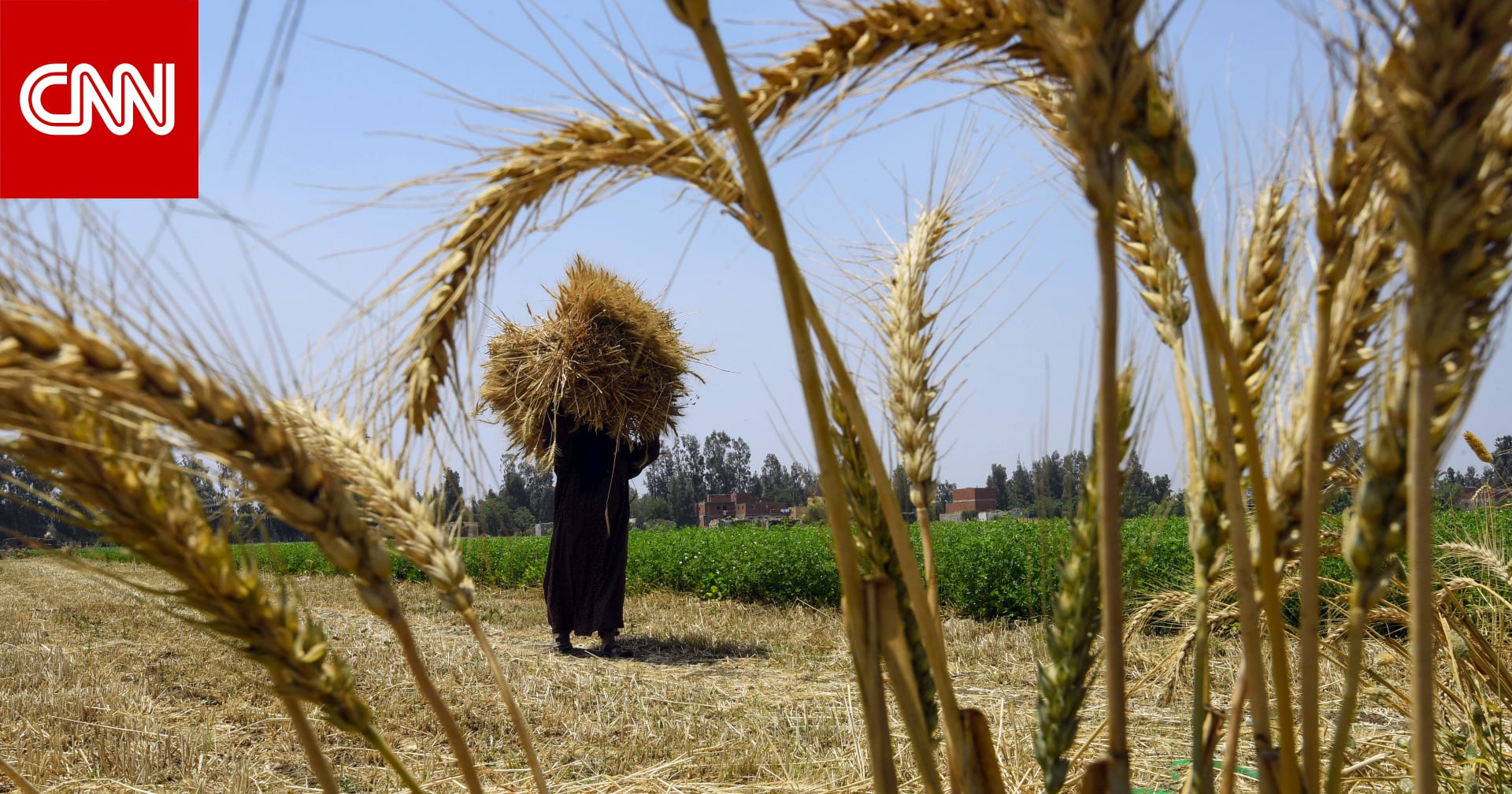 مصر تتجه للسوق المحلي لتعويض القمح الروسي والأوكراني.. ومزارعون يطالبون برفع السعر