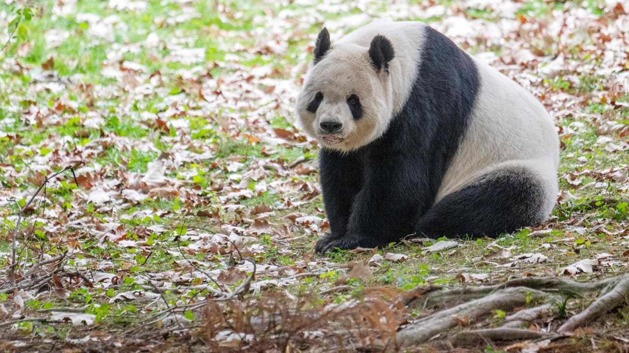 البيت الأبيض: سنرحب بدببة الباندا إذا أرسالتها الصين