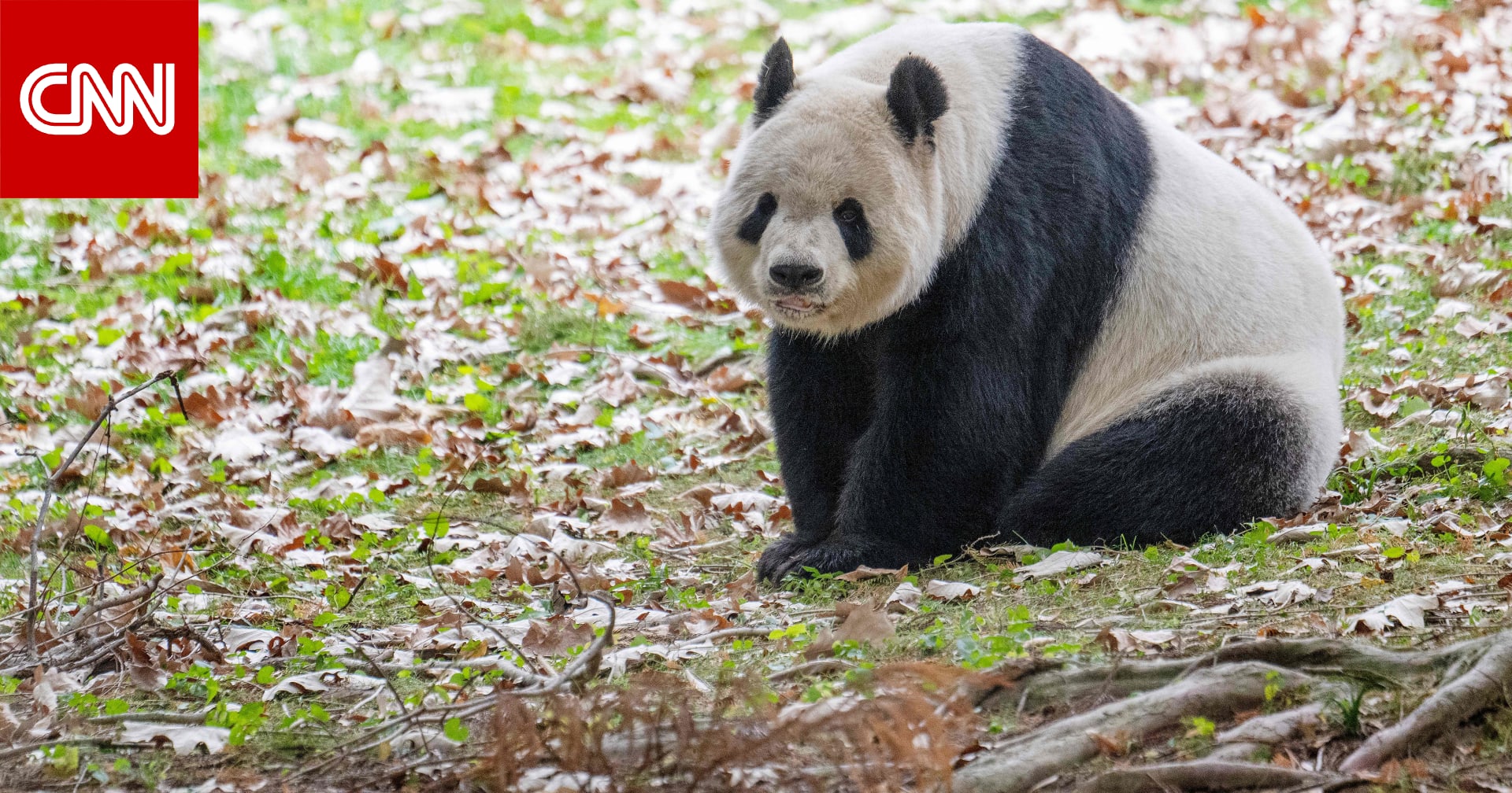 البيت الأبيض: سنرحب بدببة الباندا إذا أرسلتها الصين