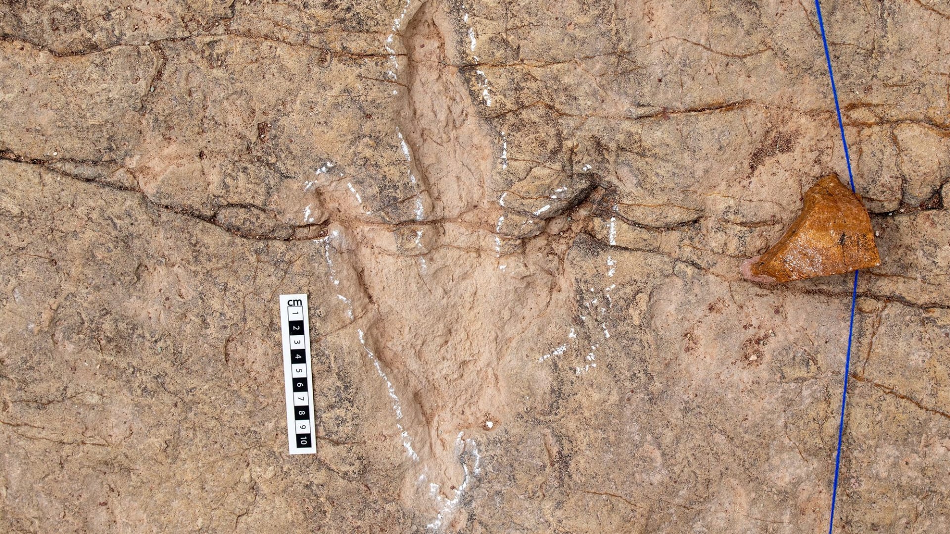 اكتشاف أكبر موقع لآثار أقدام الديناصورات في العالم