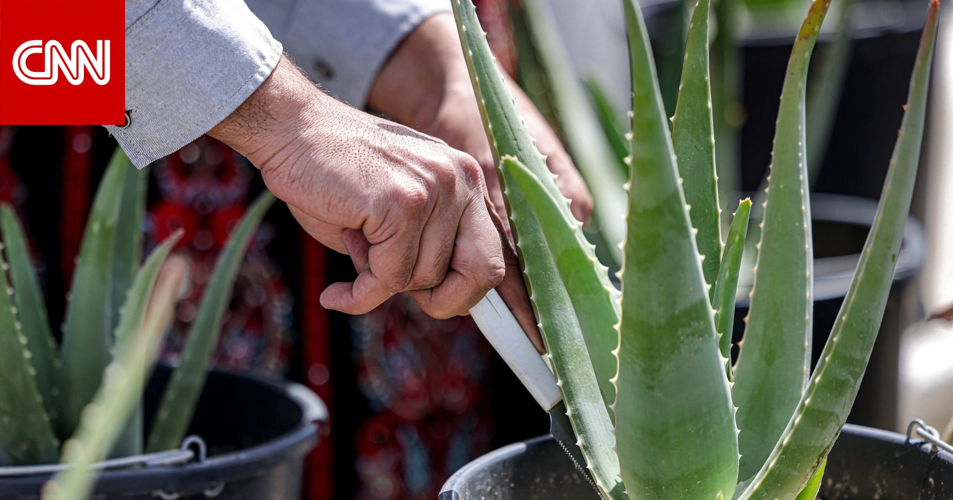 كيف تحولت الألوفيرا إلى مكوّن طبيعي يعيد شباب البشرة؟ 