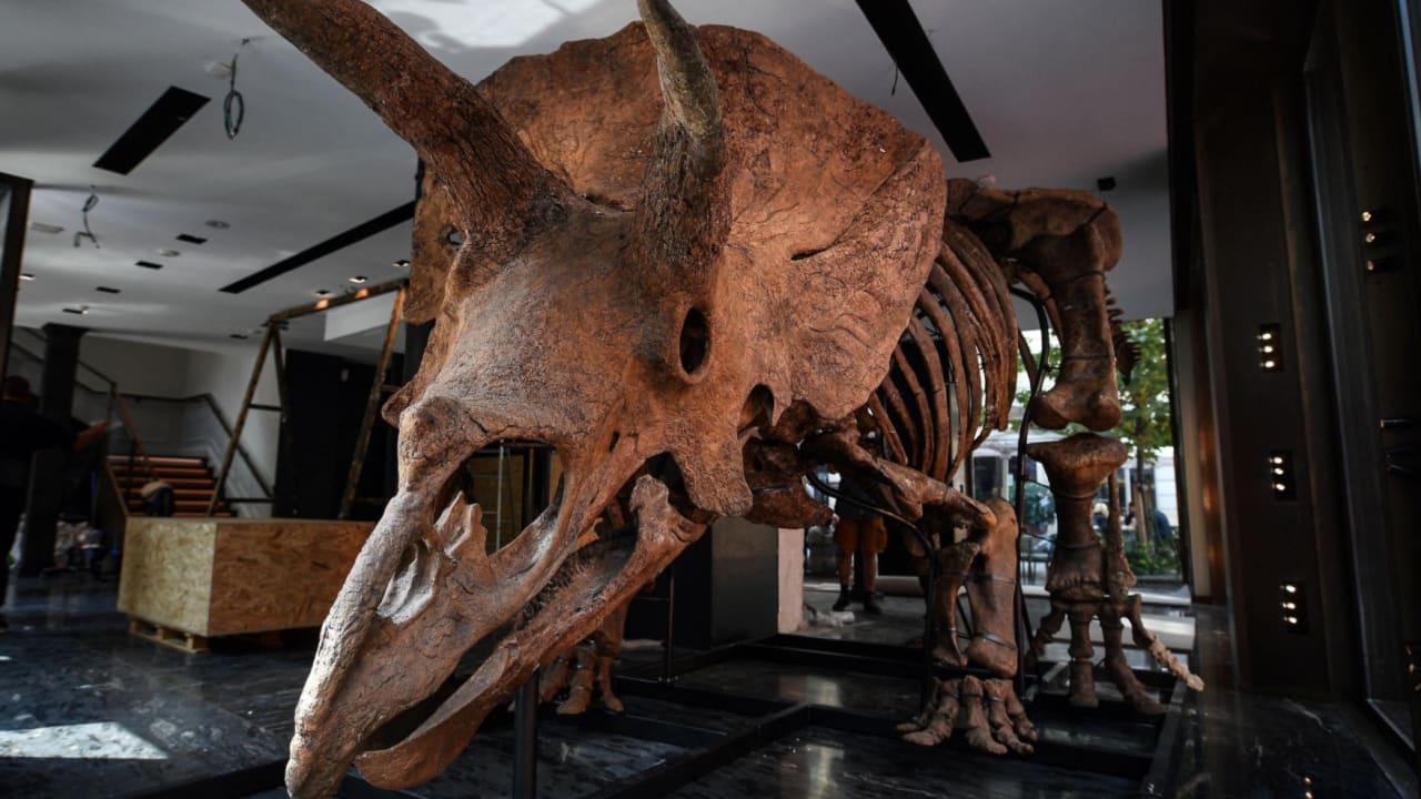 محطمًا تقديرات المزاد عند بيعه.. أحفورة لديناصور عمرها 66 مليون عام
