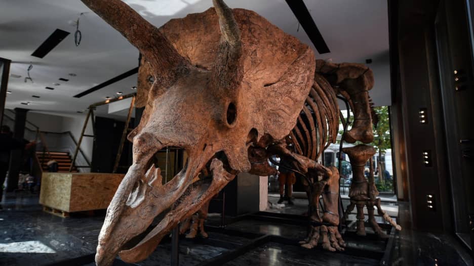 محطمًا تقديرات المزاد عند بيعه.. أحفورة لديناصور عمرها 66 مليون عام