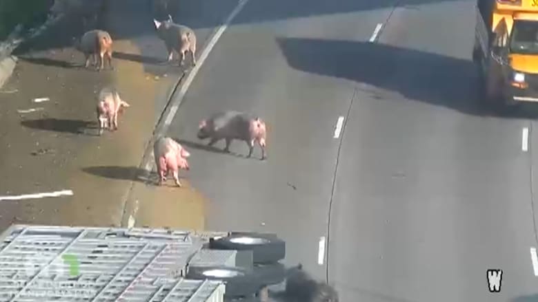 شاهد ما حدث عندما انقلبت شاحنة محملة بالخنازير على طريق سريع