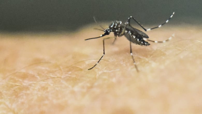 بالصدفة.. اكتشف علماء مادة تمنع انتقال الملاريا من البعوض إلى البشر.. ما هي؟